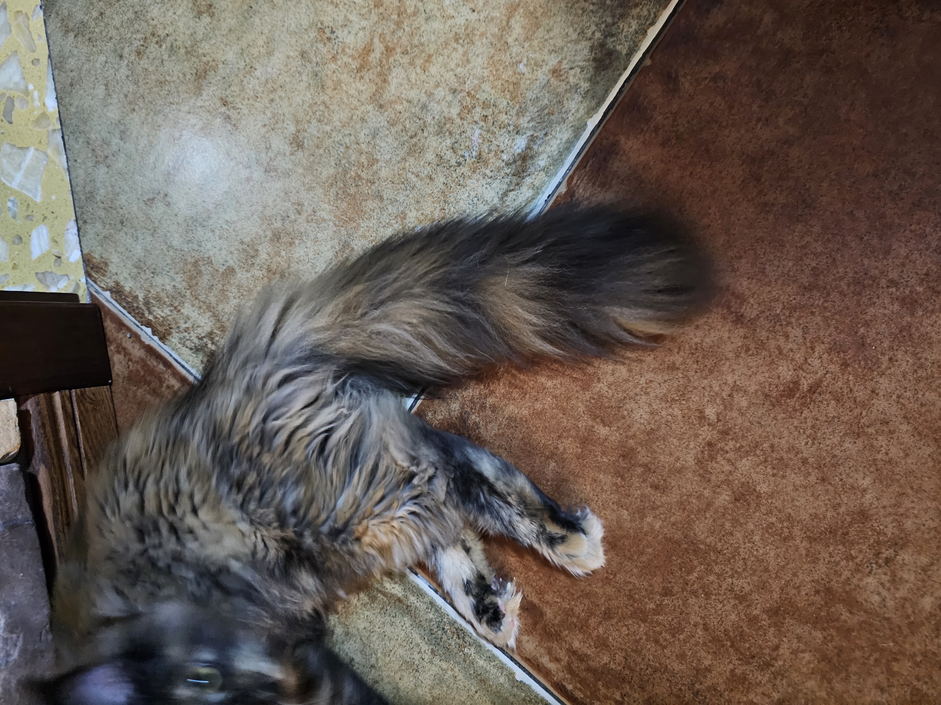 玳瑁缅因猫